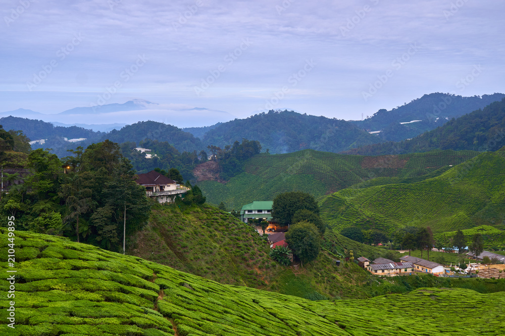 Cameron Highlands Tea Plantation Cameron Highlands Tea Plantation