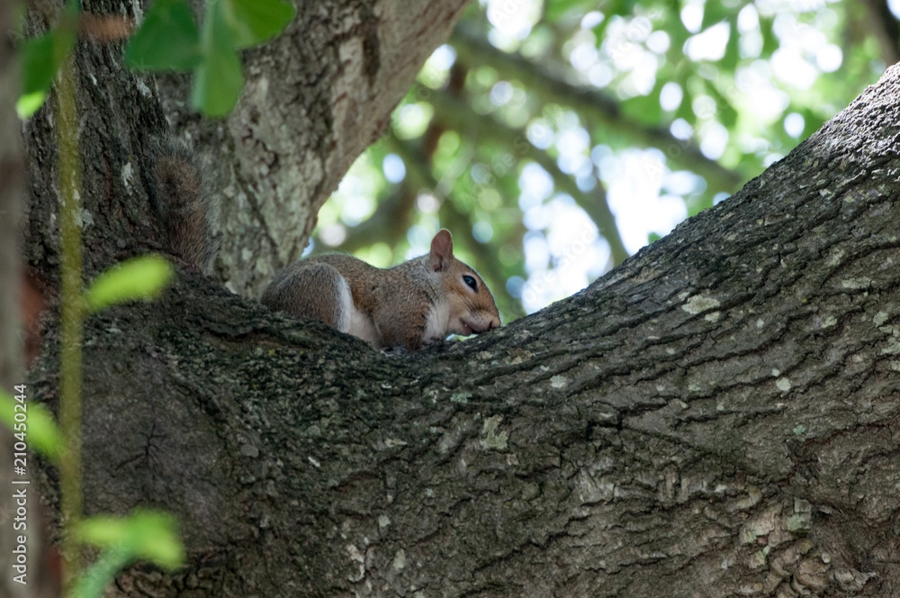 Obraz premium A Grey Squirrel in the branches of a Oak tree
