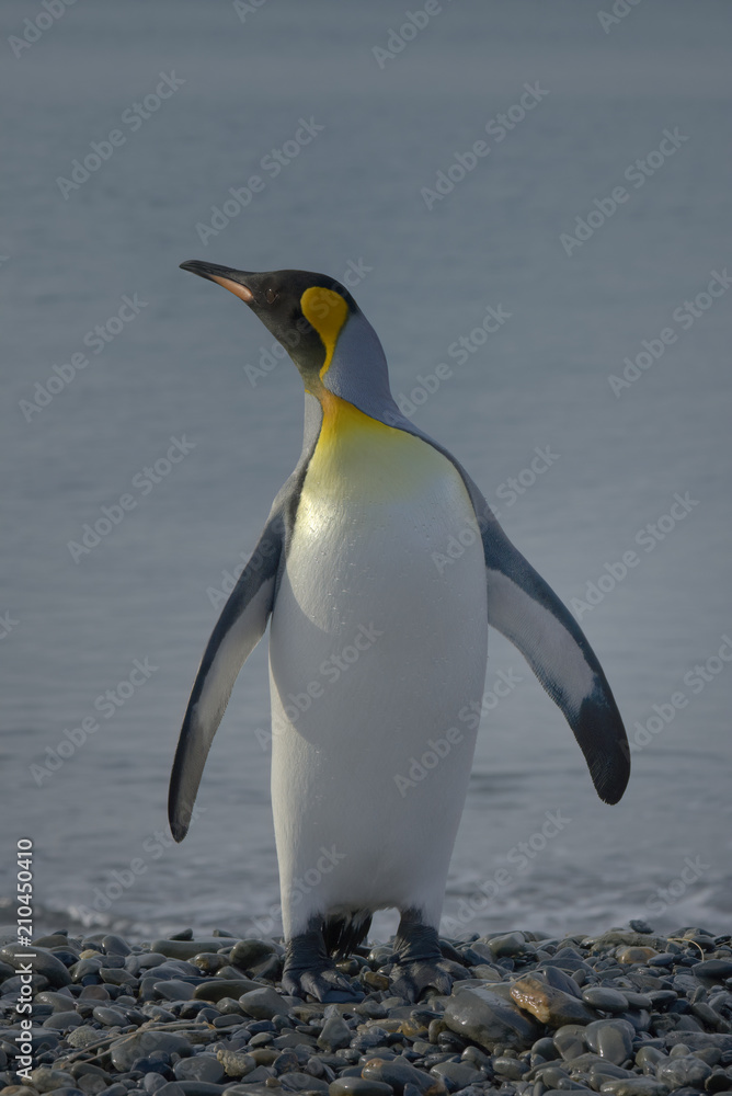 Obraz premium King Penguin, South Georgia Island, Antarctic