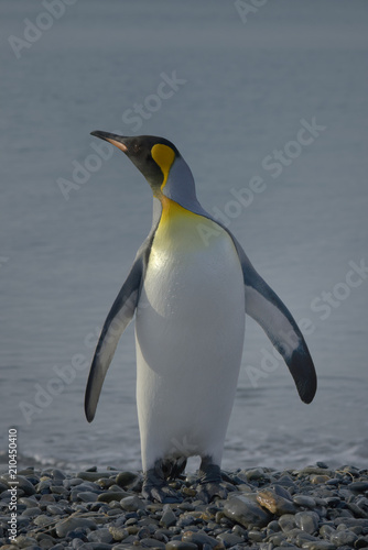 King Penguin  South Georgia Island  Antarctic