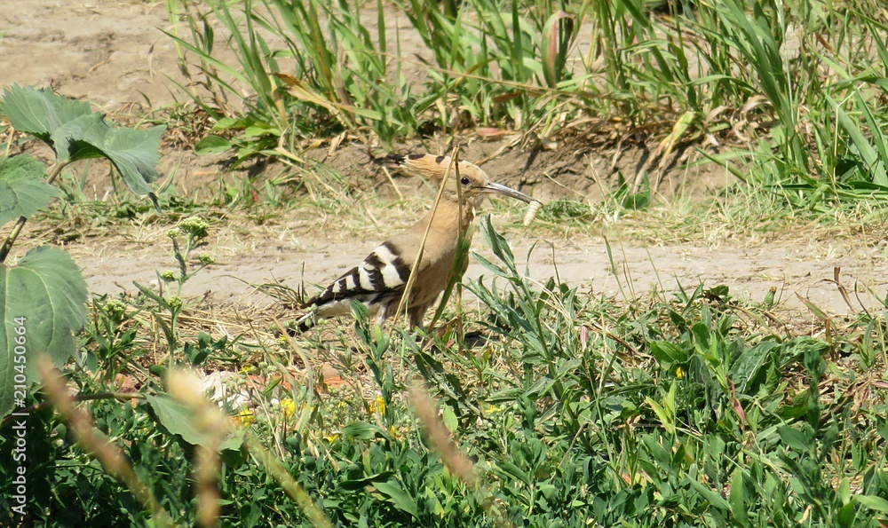 Hoopoe bird in the wild, closeup Hoopoe bird in the wild, closeup