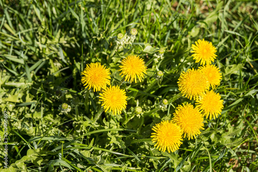 a group of yellow dandelions on green grass on a summer day
a group of yellow dandelions on green grass on a summer day