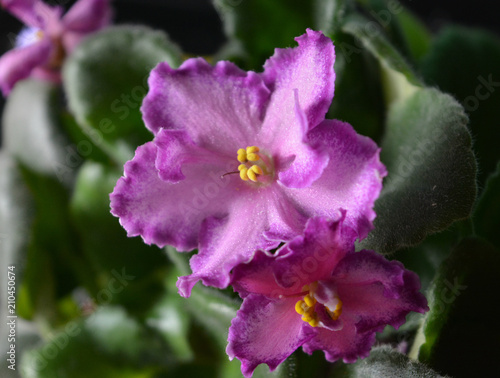 ome blooming violet with pink flower violets (saintpaulia) closeup