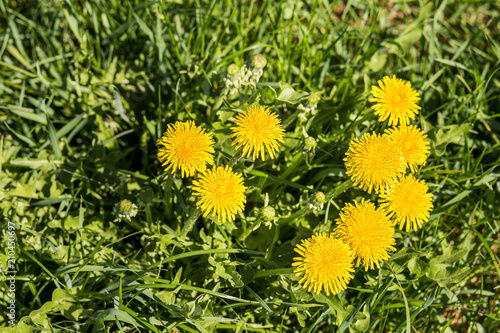 Fototapeta Naklejka Na Ścianę i Meble -  a group of yellow dandelions on green grass on a summer day
