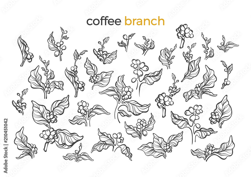 Set of coffee tree. Vector art line illustration