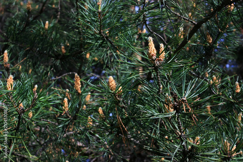 Spruce bumps on a branch
