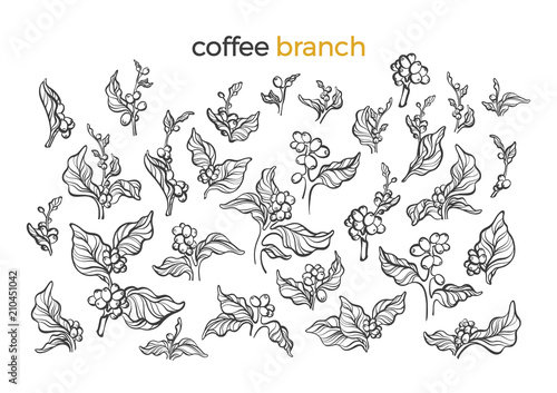 Set of coffee tree. Vector art line illustration