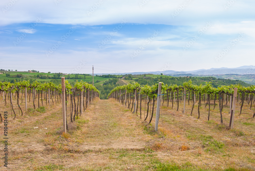 Agricultural field with wine vines