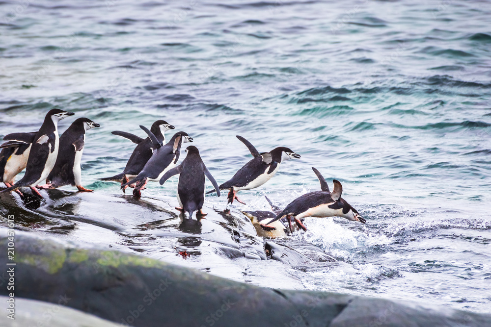 Fototapeta premium Group of adult Chinstrap Penguins diving in the sea from their colony for feeding or foraging on krill in the Antarctic Peninsula, wildlife, Antarctica
