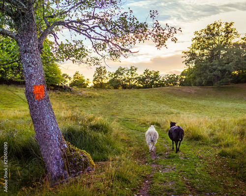 two sheeps one love sweden