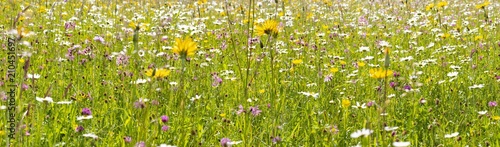 many flowers at meadow in springtime