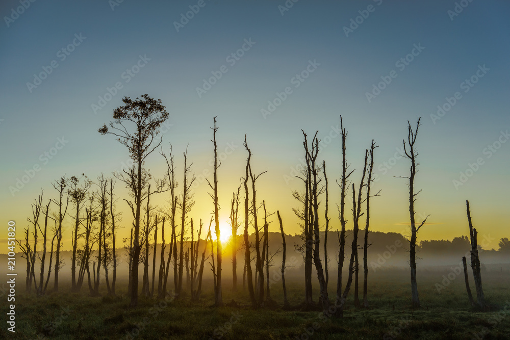 Fototapeta premium Dead trees in the fog