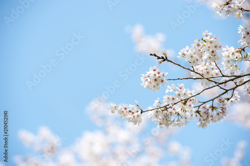 Sakura