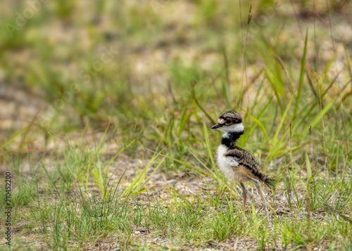 Baby killdeer