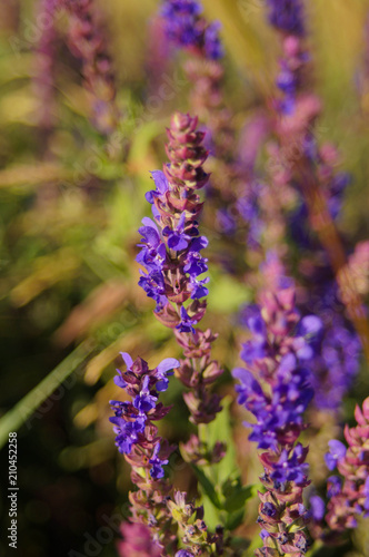 sage steppe  garden  pharmacy  in the sun