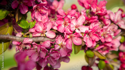 Pink flowers on tree branch in spring