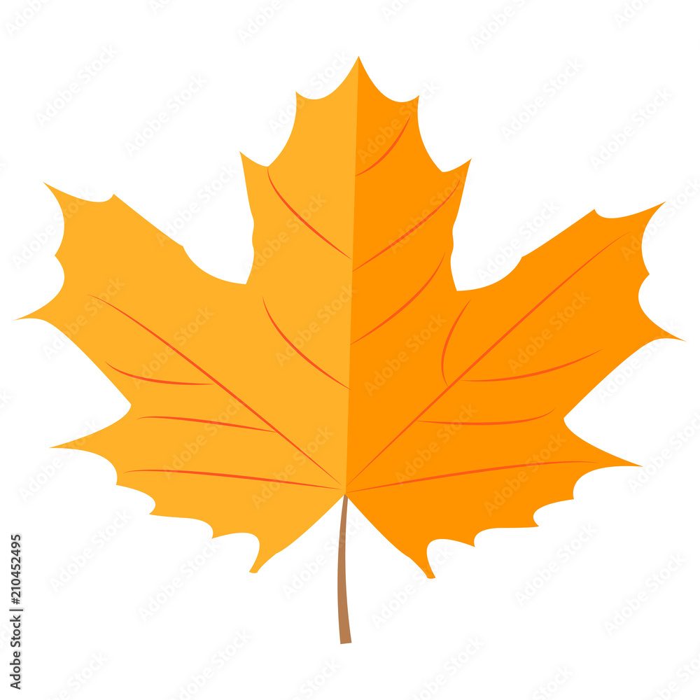 Obraz premium Autumn maple leaf