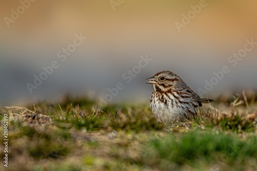 bird on a hill