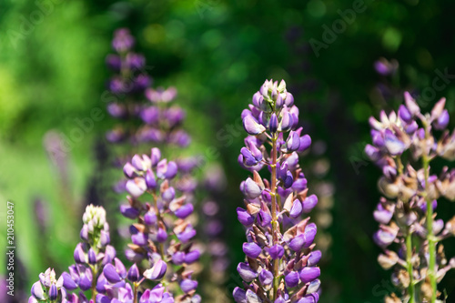 purple flowers lupine on the background of green grass
