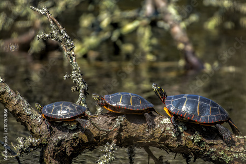 3 turtles on a log