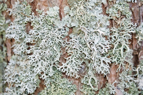Φωτογραφία Lichens in macro view