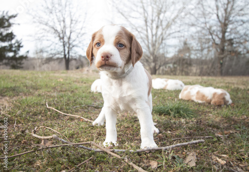 Brittany Pups photo