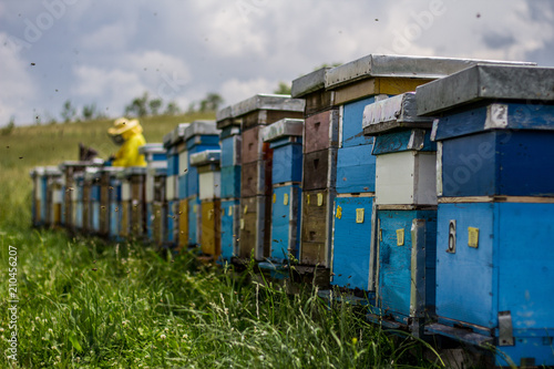 Zitnice bees © Herr Bro