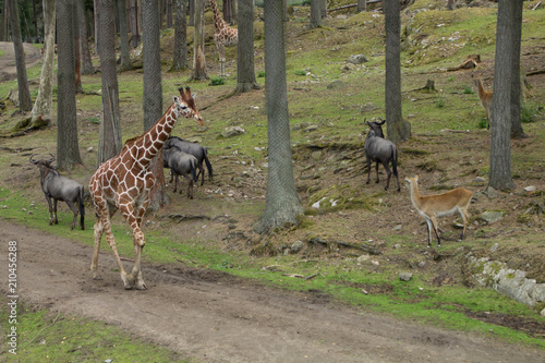 Photography Giraffe