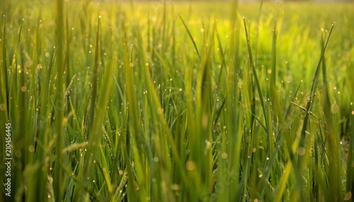 green background of rice plant in rice field