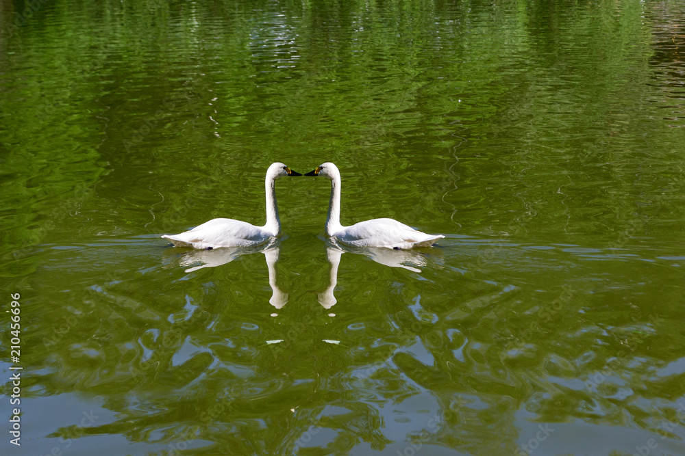 Two wild white swans swiming in the lake with green water together kissing with love in the Novosibirsk zoo, Russia Two wild white swans swiming in the lake with green water together kissing with love in the Novosibirsk zoo, Russia