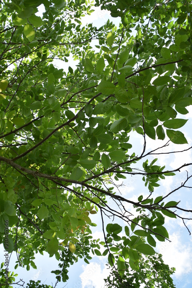 Green leaves of walnut and blue sky Green leaves of walnut and blue sky
