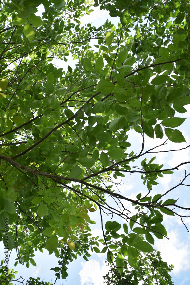 Green leaves of walnut and blue sky