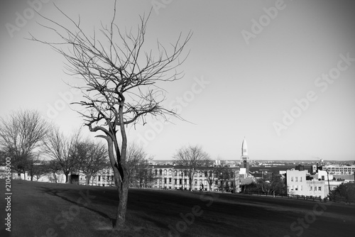 Trees in Black and White