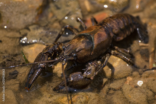 Crayfish on Crooked Creek