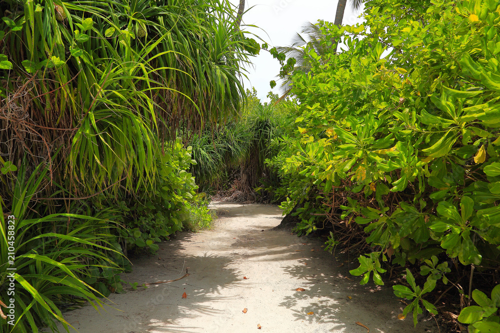 View of white sand pathway in green tropical jungle. Green palm trees and green plants on grey sky background. View of white sand pathway in green tropical jungle. Green palm trees and green plants on grey sky background.