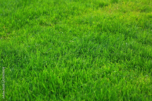 Close up view of green grass lawn. Green texture / background, Beautiful nature green background. © Alex