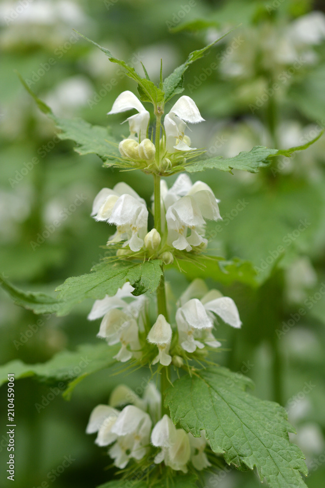 White nettle White nettle