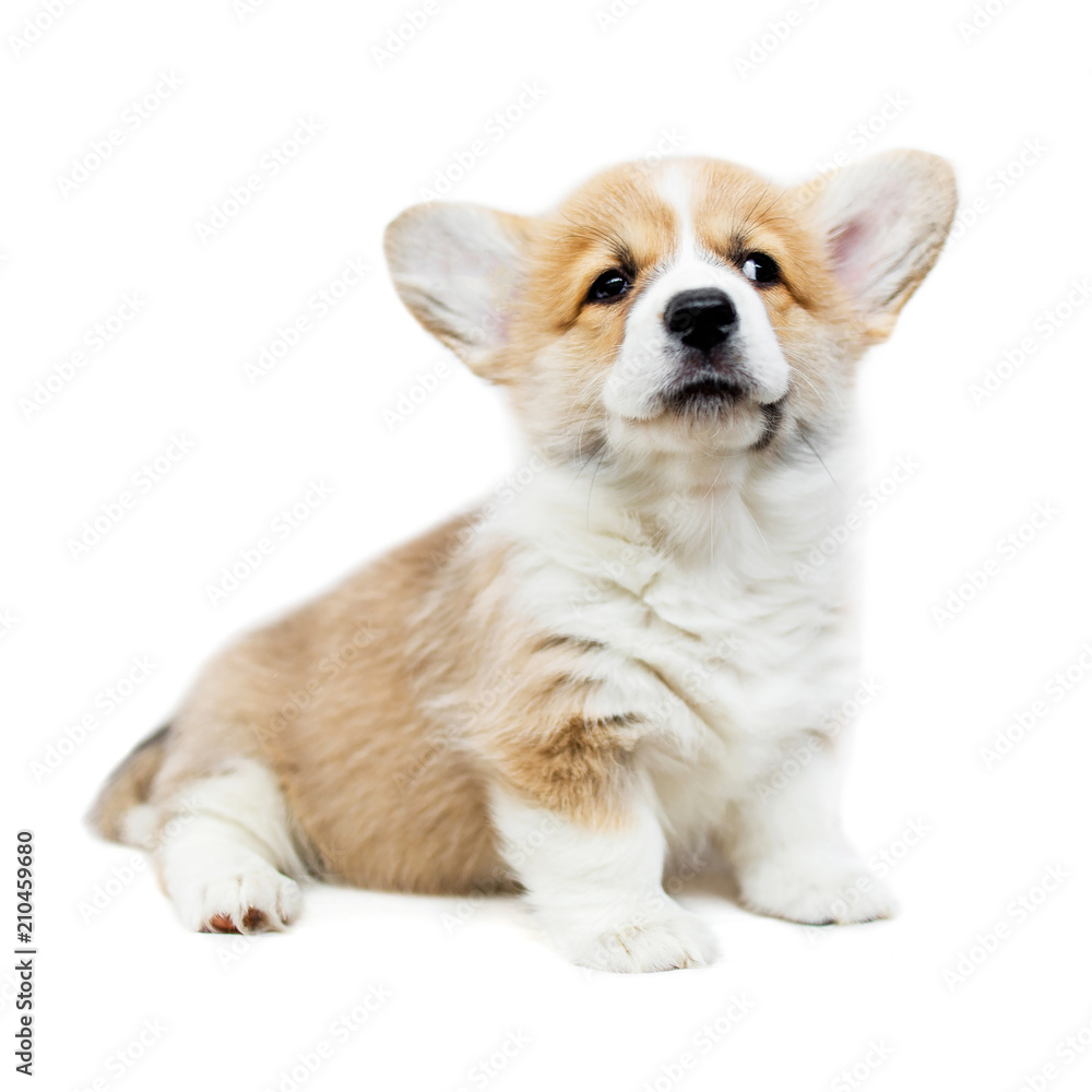 Cute Puppy Welsh Corgi Pembroke  on a white background. Small beautiful puppy dog looking up.