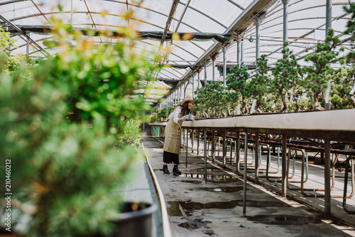 Bonsai greenhouse center. rows with small trees  woman working and taking care of the plants