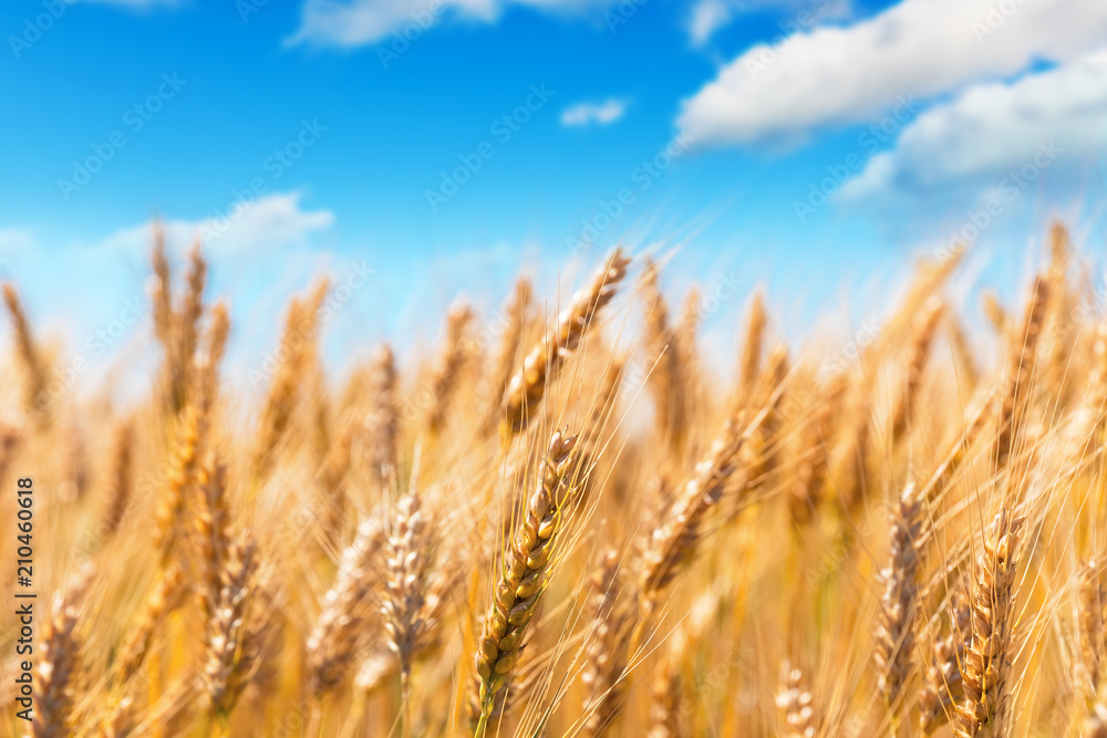 Wheat field and blue sky Wheat field and blue sky