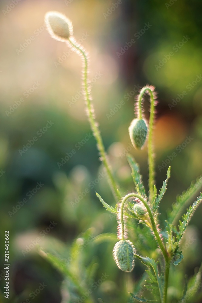closed buds of poppies on a green background closed buds of poppies on a green background