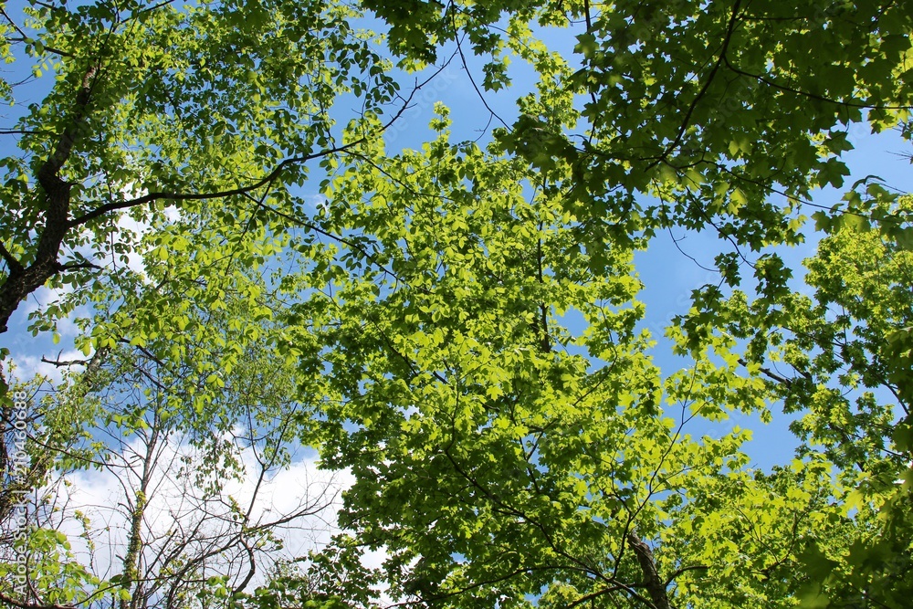 A view of the spring green leaves on the trees in forest. 