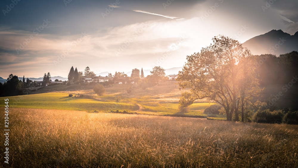 Getreidefeld und Baum, Sonnenuntergang, Schönheit Getreidefeld und Baum, Sonnenuntergang, Schönheit