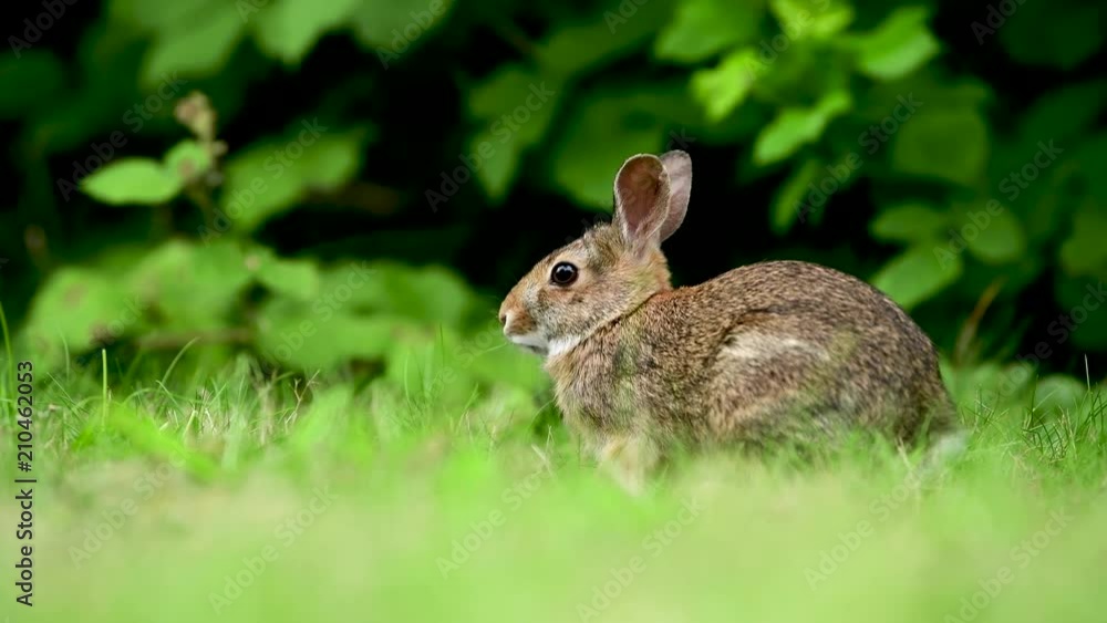 Eastern cottontail rabbit (Sylvilagus floridanus) in the open grassy field in British Columbia, Canada Eastern cottontail rabbit (Sylvilagus floridanus) in the open grassy field in British Columbia, Canada