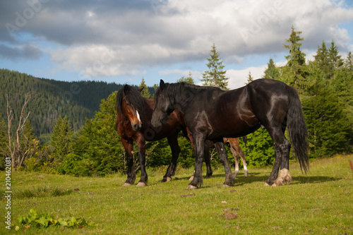 Brown and chestnut wild horses in mountains in summer sunny day