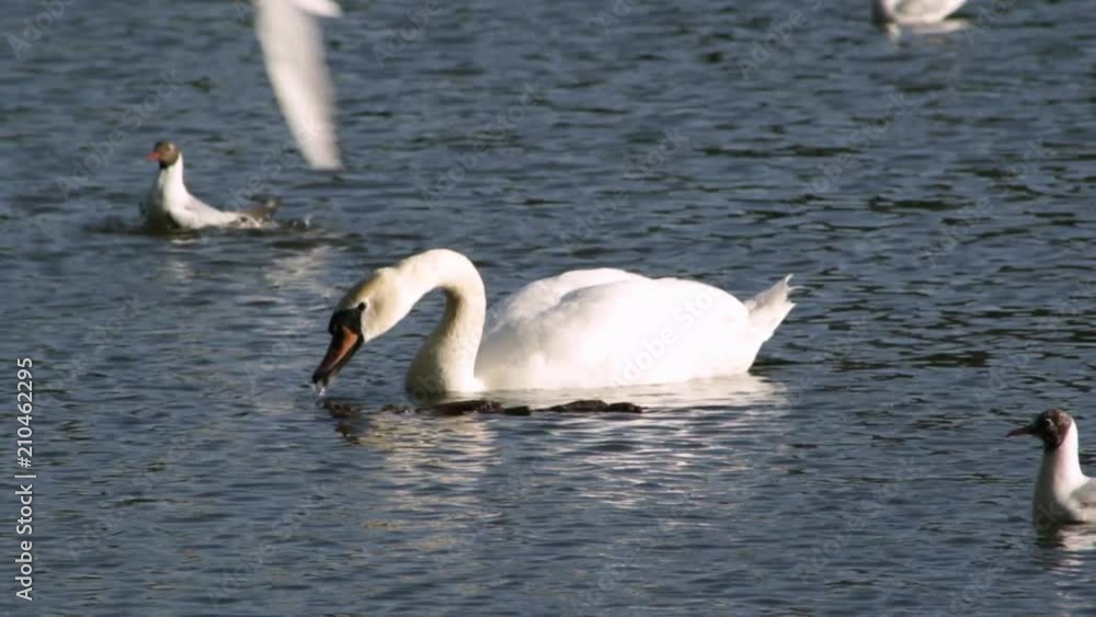 The swan floats on the lake and eats, around the seagull The swan floats on the lake and eats, around the seagull