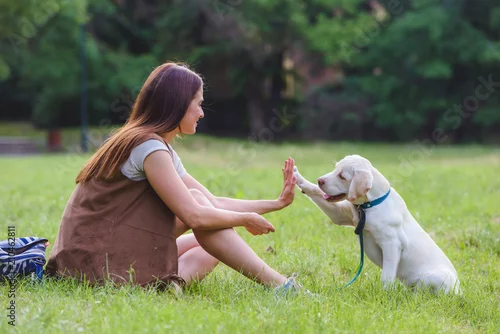 Obraz Beautiful young girl playing with a puppy Labrador in the park 