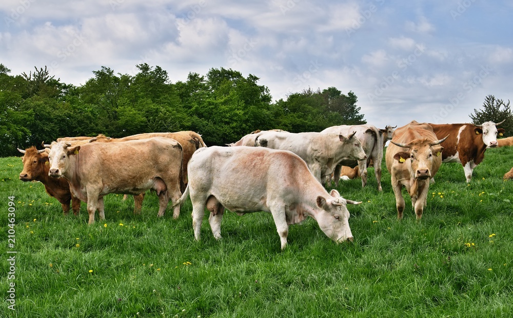Group of grazing cows
