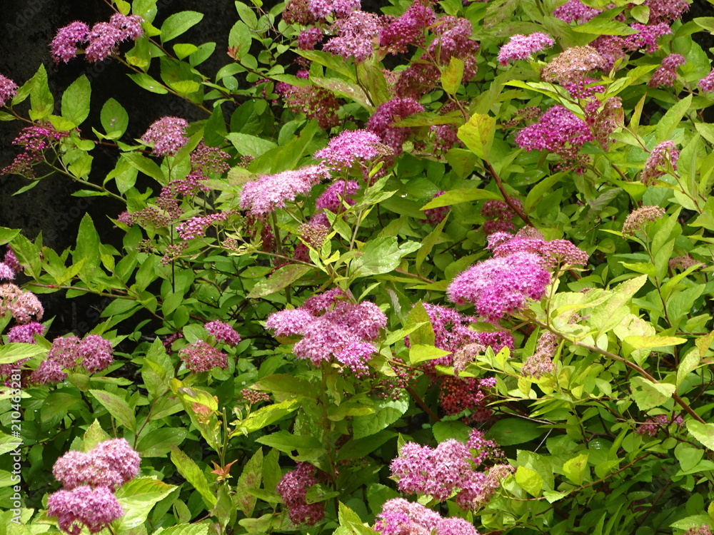 Garden Garden