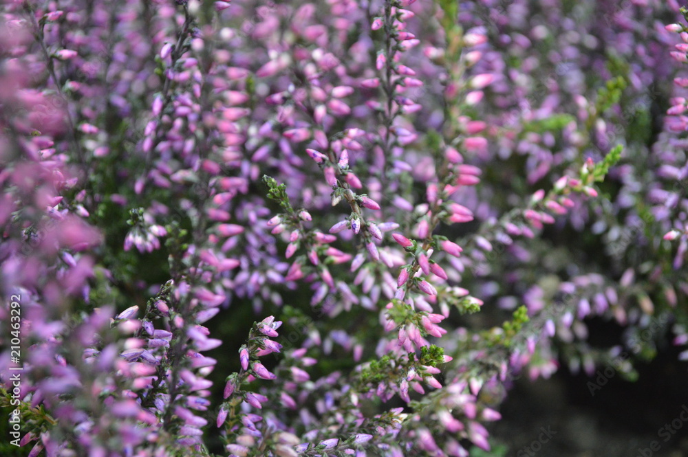 Obraz premium flower